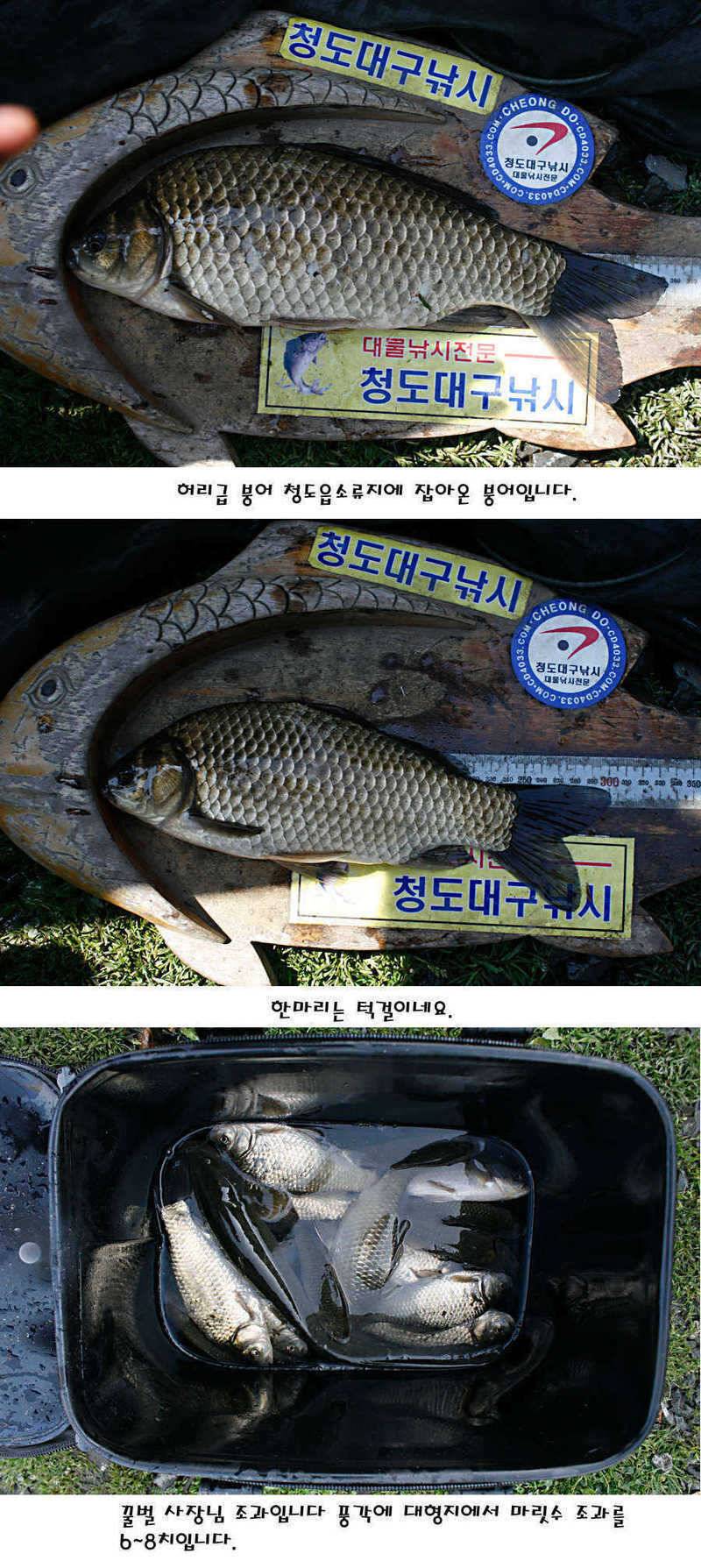 청도권 전반적으로 호조황입니다 (조황조행기 - 특파원조황)