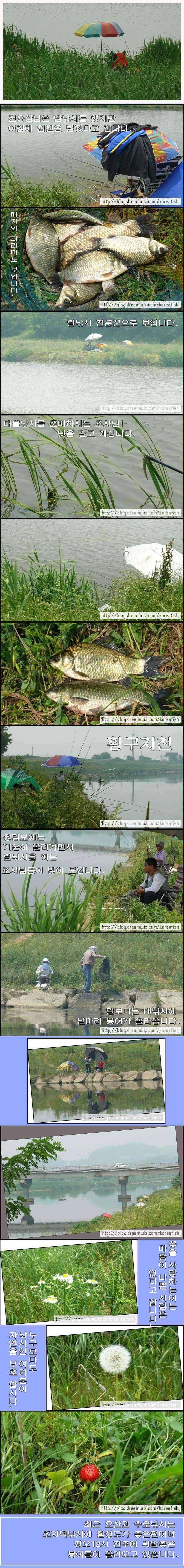 무더위와 붕어의 만남 (조황조행기 - 특파원조황)
