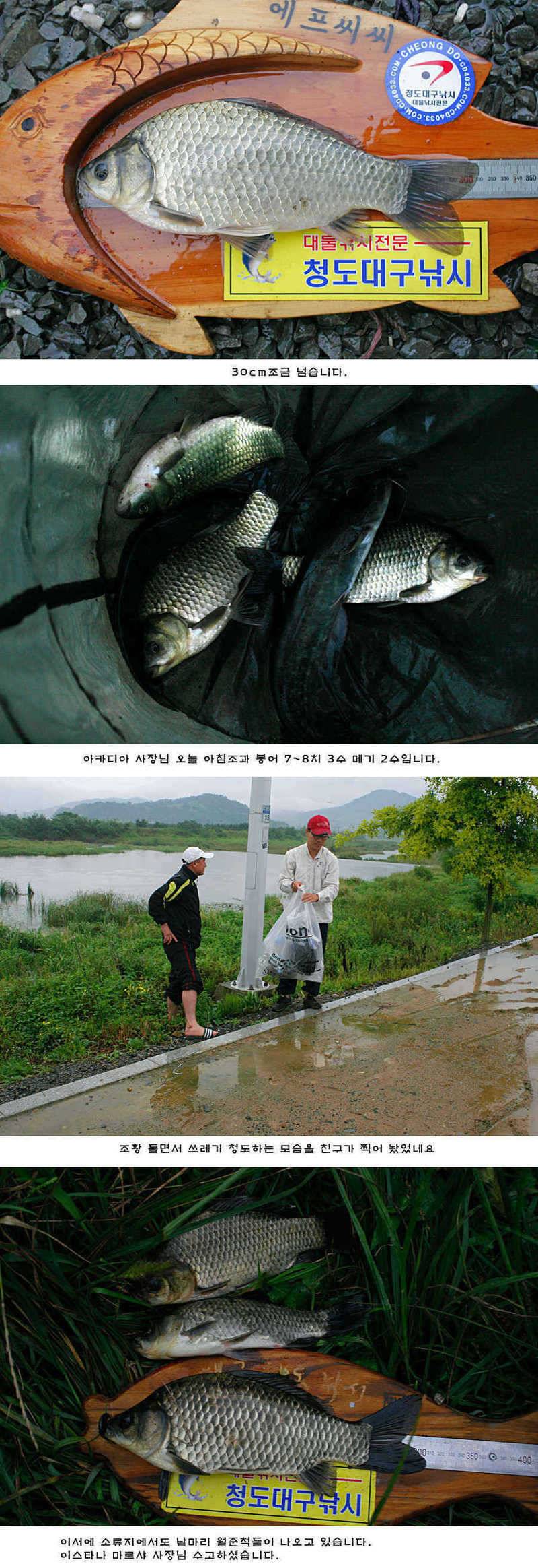청도권 주말 주중 조황 (조황조행기 - 특파원조황)