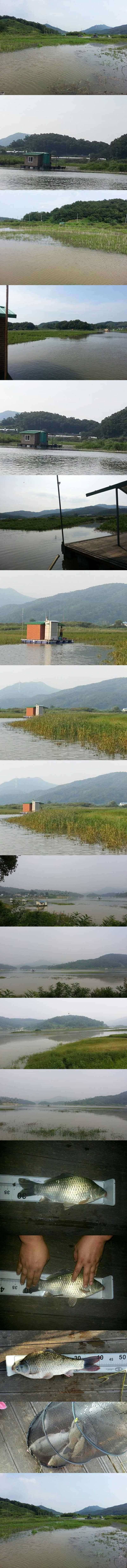 고삼지 산란과 함께 붕어입질 시작 (조황조행기 - 특파원조황)