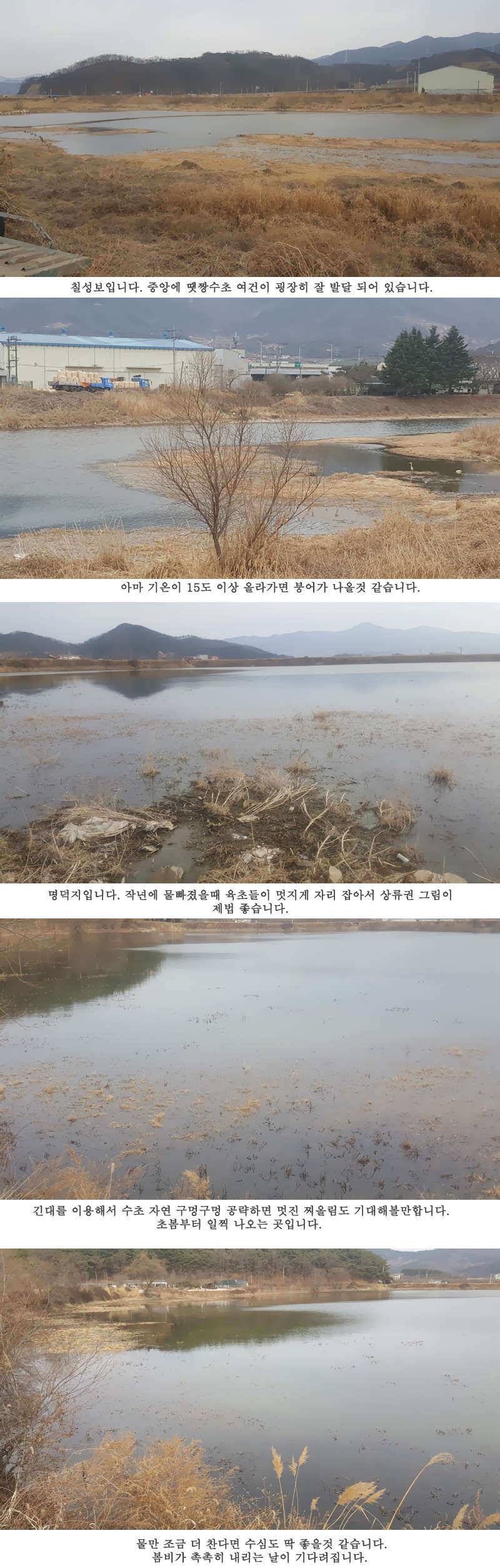 청도권 설연휴 첫 조황입니다 (조황조행기 - 특파원조황)