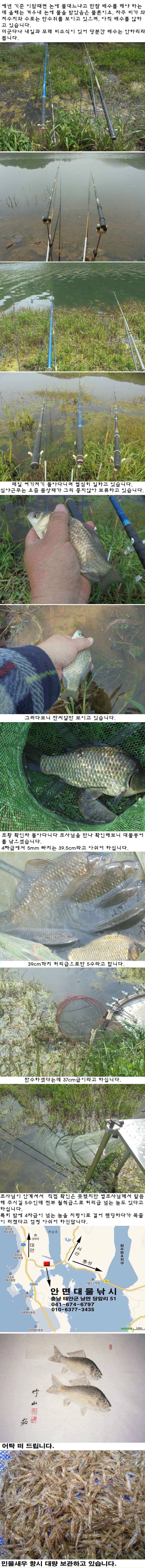 515 안면도권 저수지 대물붕어 조황 (조황조행기 - 특파원조황)