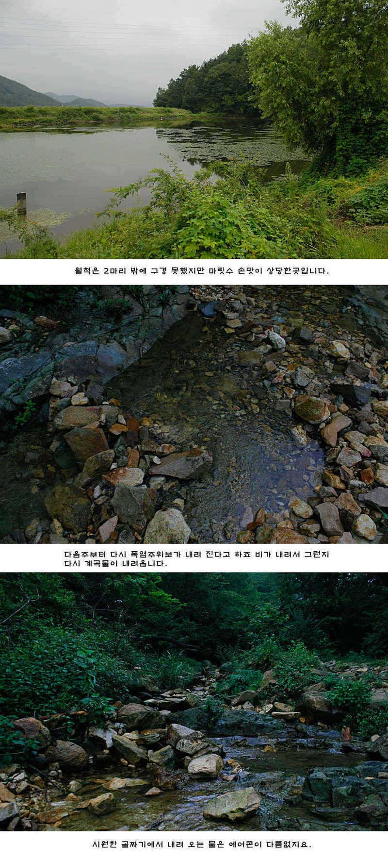 청도권 주중 조황 (조황조행기 - 특파원조황)