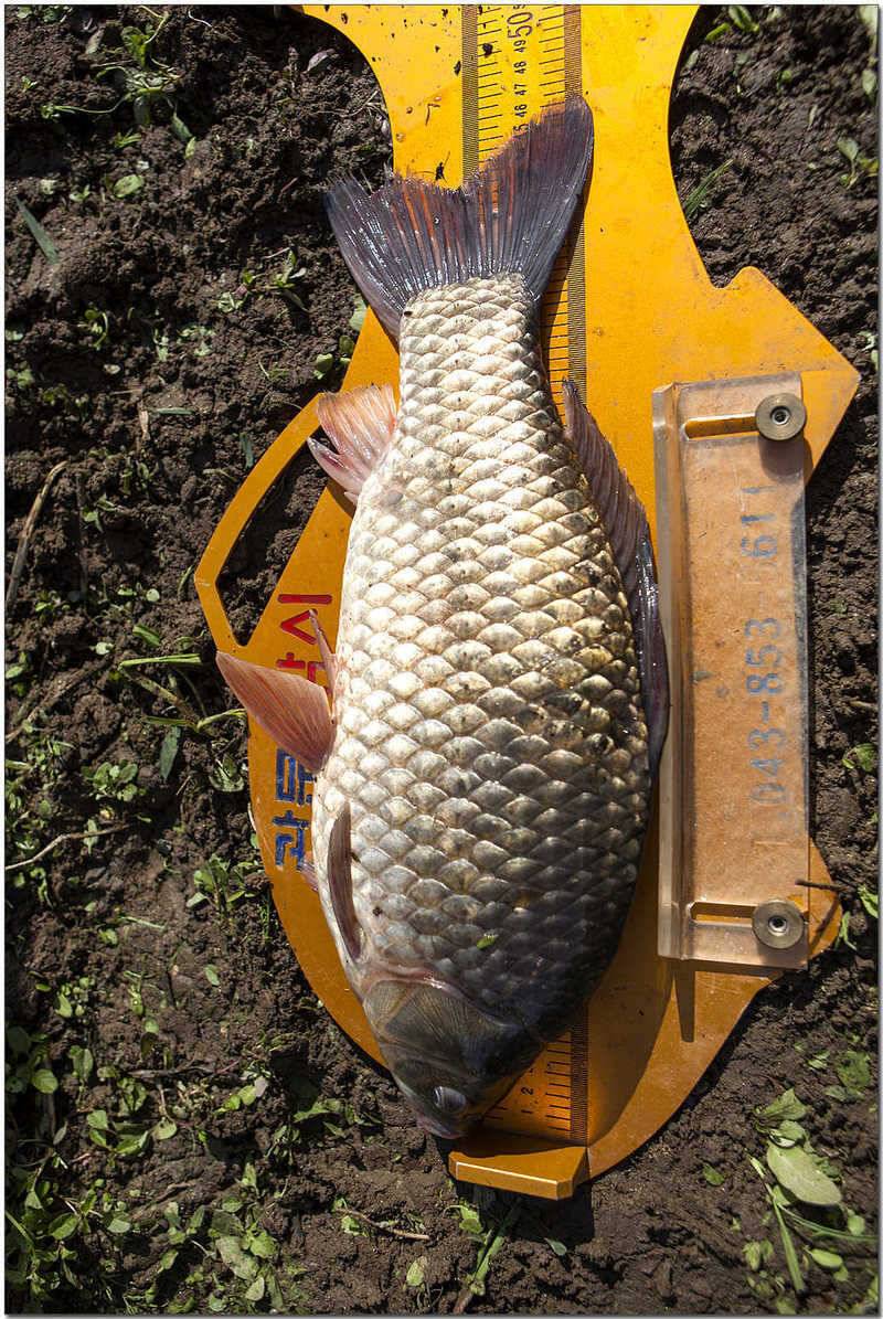 추산지 마릿수명서 46 cm 대물 (조황조행기 - 특파원조황)