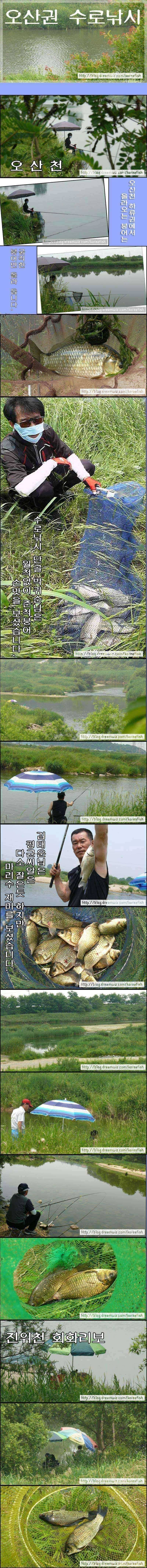 무더위와 붕어의 만남 (조황조행기 - 특파원조황)