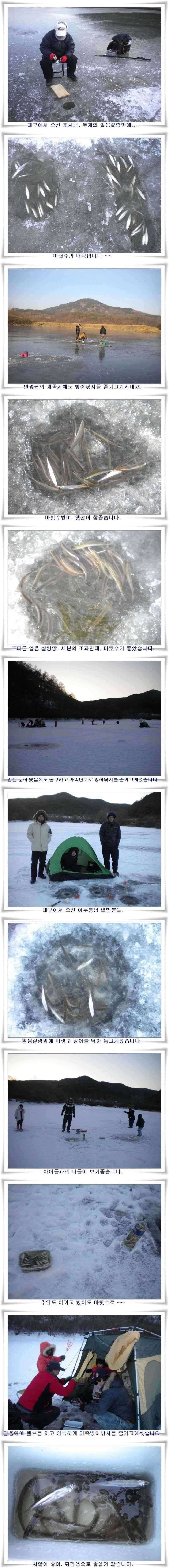 경북 빙어 붕어 얼음낚시 (조황조행기 - 특파원조황)
