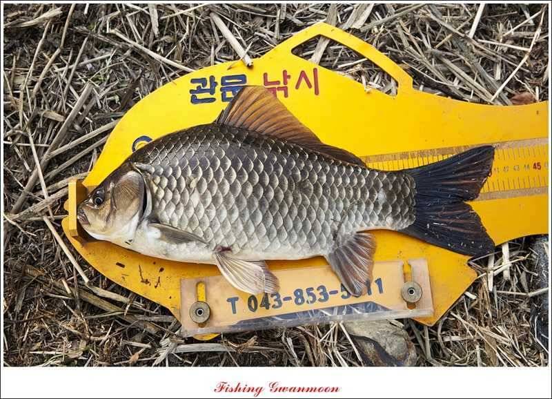 칠성지 사짜달천강 월척 (조황조행기 - 특파원조황)