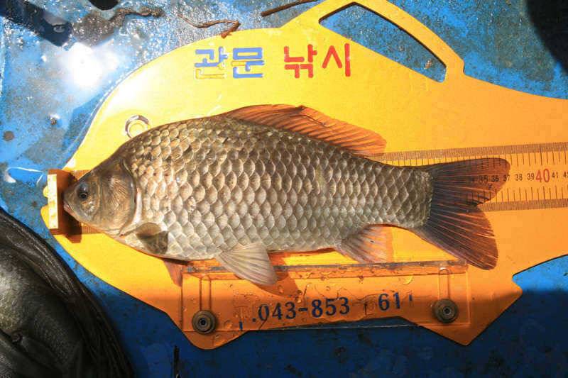 충주호 꺼꾸로 선 대물모습 (조황조행기 - 특파원조황)
