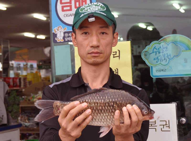 주초의 충주호 39cm 대물급붕어 (조황조행기 - 특파원조황)