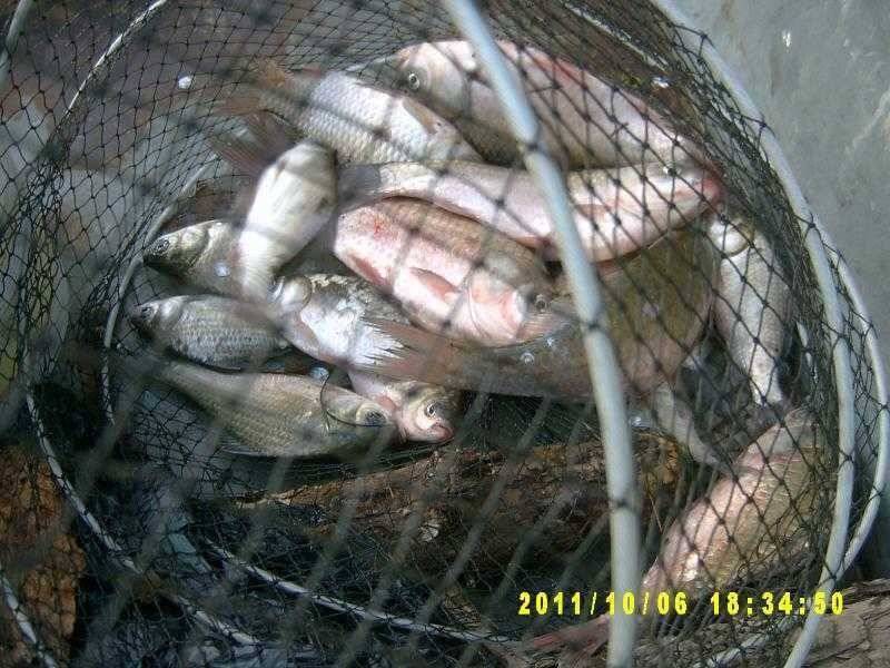 부여권 이곳저곳 (조황조행기 - 특파원조황)