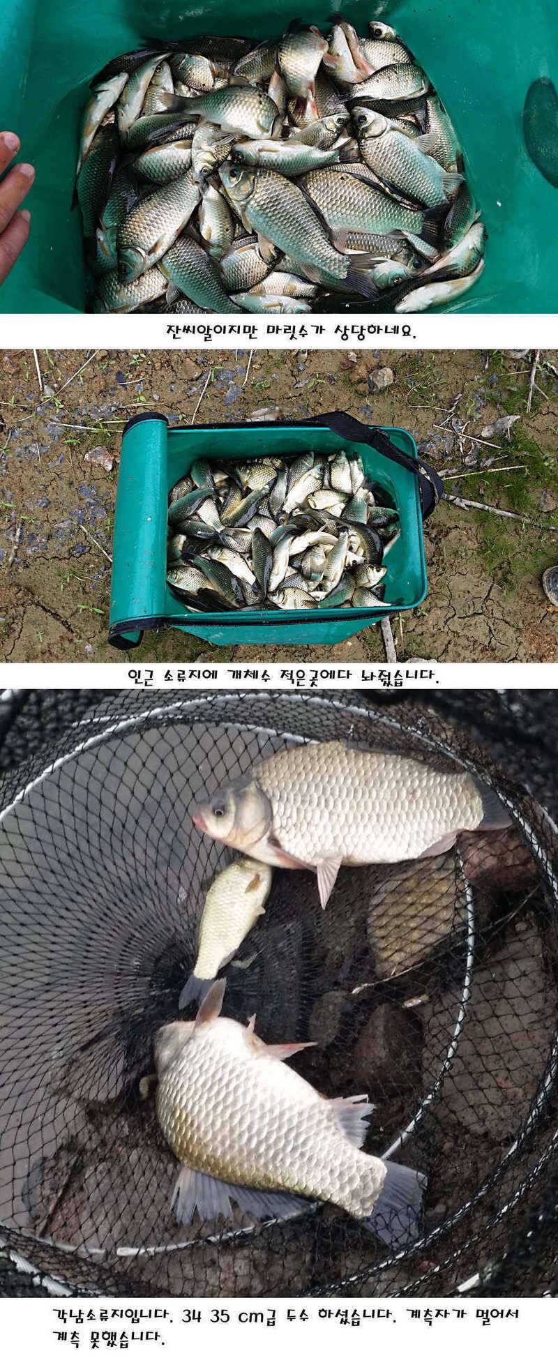 청도권 지난주 주중 조황정보 (조황조행기 - 특파원조황)