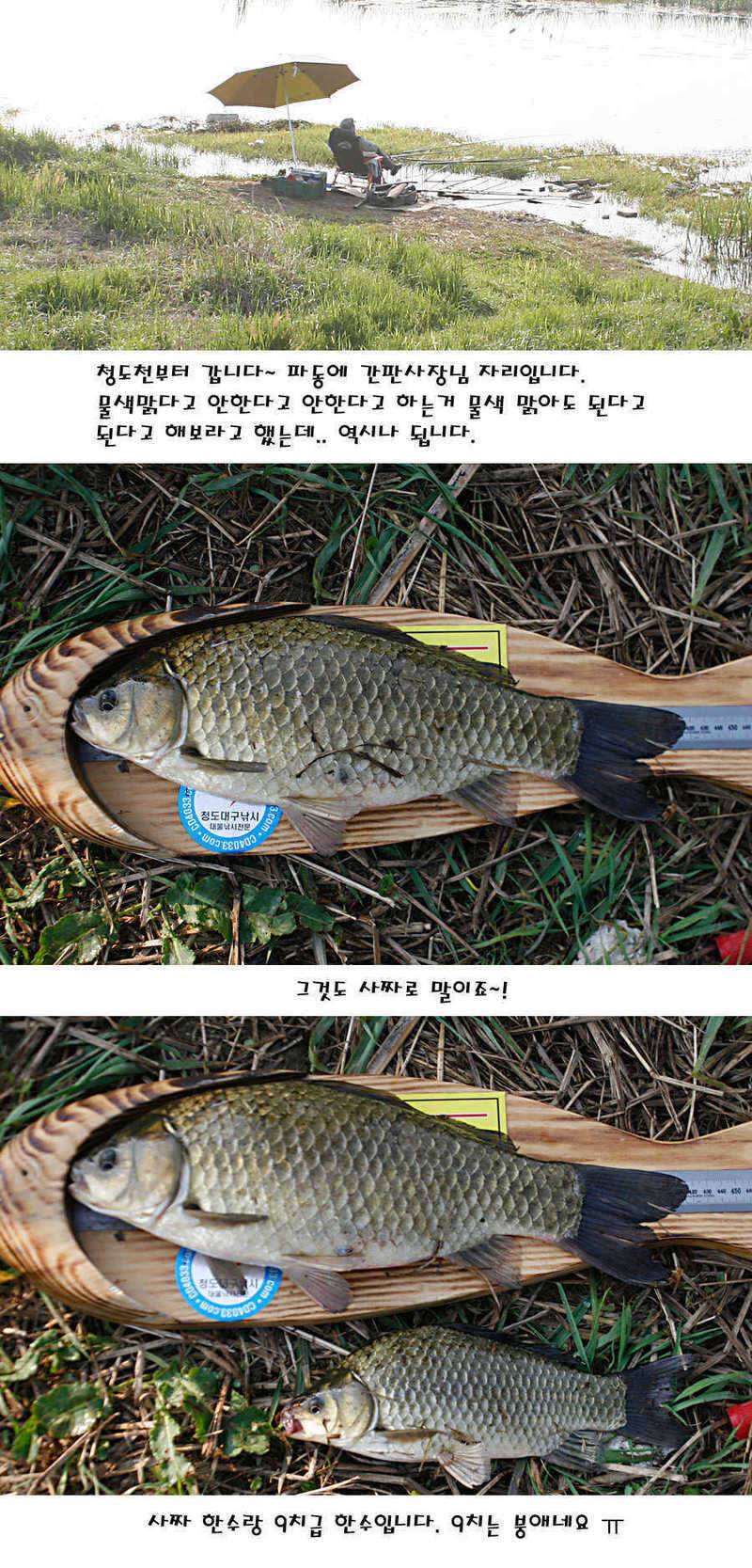 청도권 40 41 415 48cm 대물들의 반란 (조황조행기 - 특파원조황)