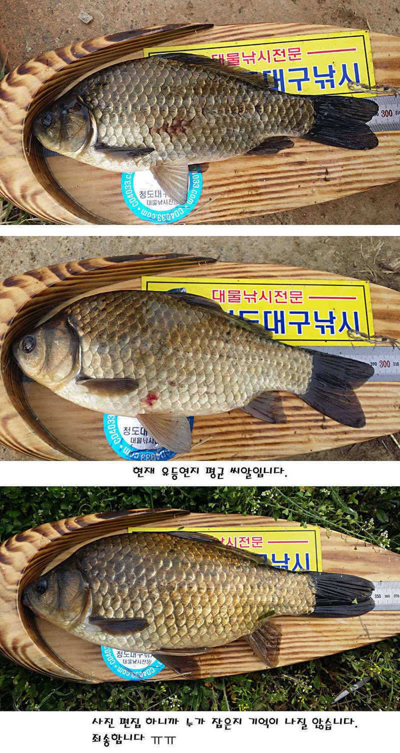 청도권 40 41 415 48cm 대물들의 반란 (조황조행기 - 특파원조황)