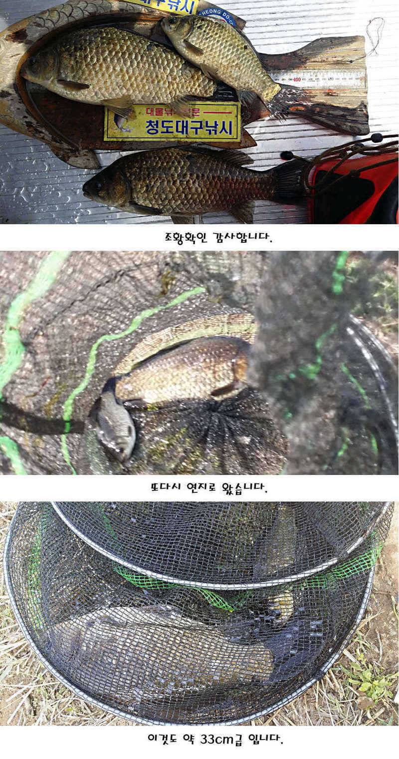 청도권 40 41 415 48cm 대물들의 반란 (조황조행기 - 특파원조황)