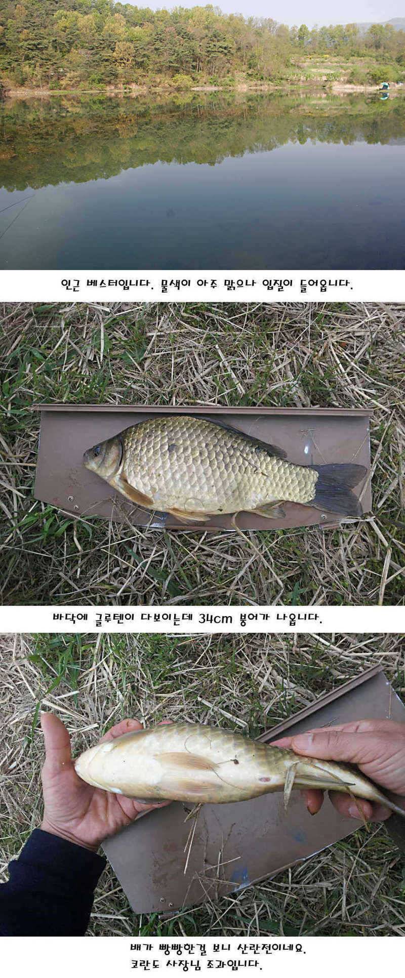 청도권 40 41 415 48cm 대물들의 반란 (조황조행기 - 특파원조황)
