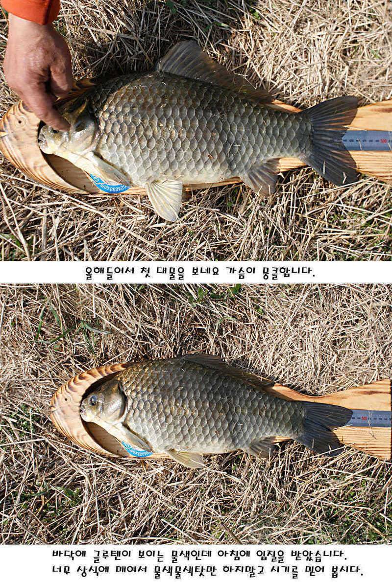 청도권 40 41 415 48cm 대물들의 반란 (조황조행기 - 특파원조황)