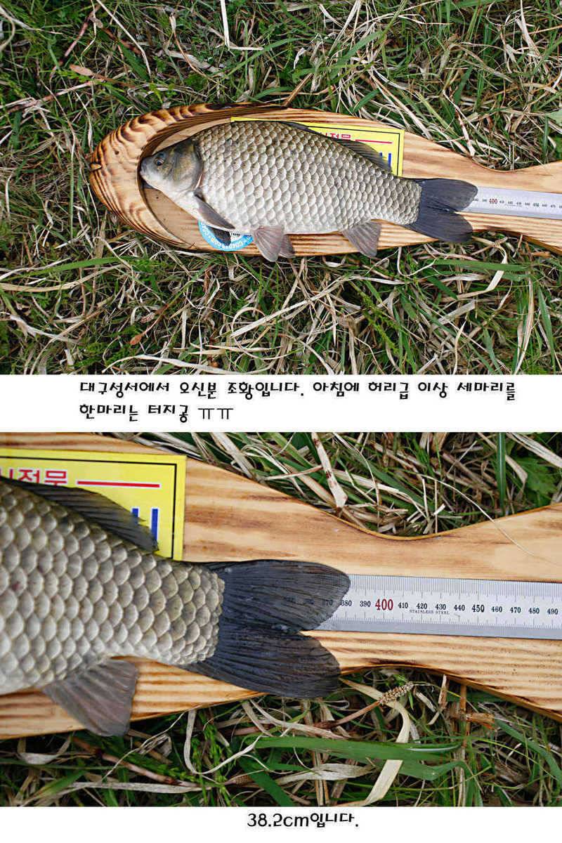 청도권 40 41 415 48cm 대물들의 반란 (조황조행기 - 특파원조황)