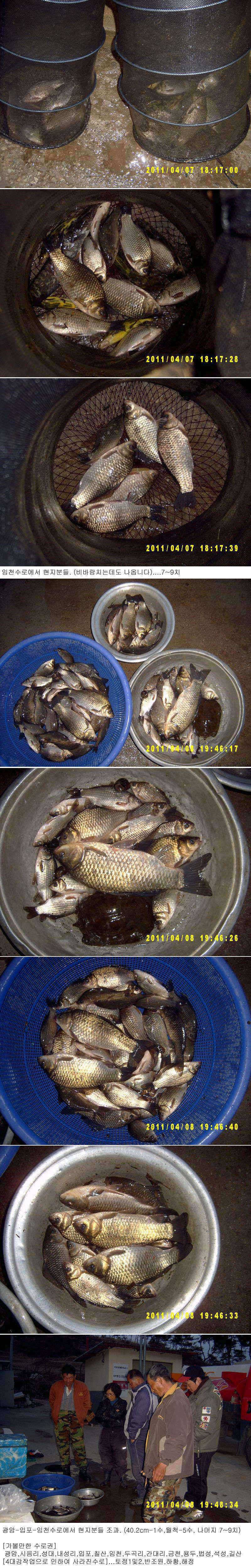 부여권 본격적 산란 시작 (조황조행기 - 특파원조황)
