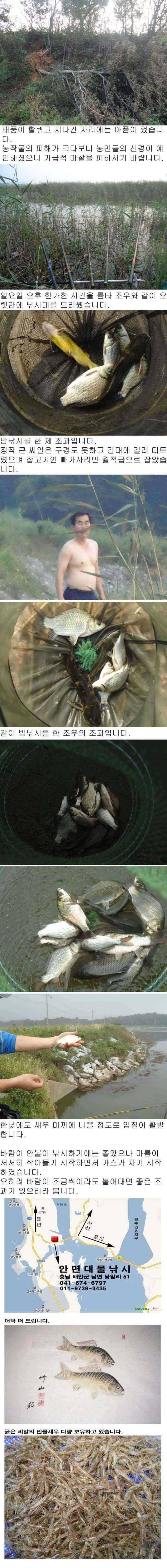 93 안면도권 저수지 및 수로 주말 조황 안내 (조황조행기 - 특파원조황)
