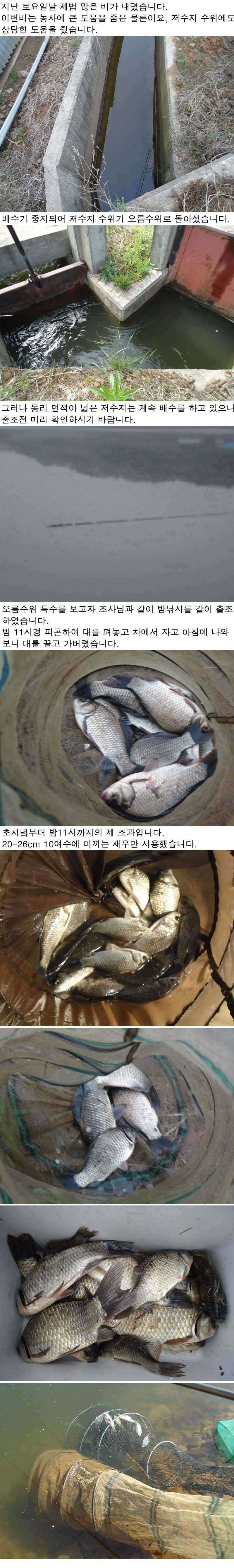 521 안면도권 저수지 주중 조황 (조황조행기 - 특파원조황)