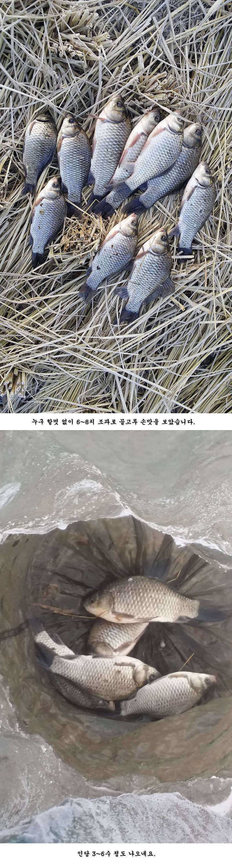 지난 청도권 조황 및 납회 (조황조행기 - 특파원조황)