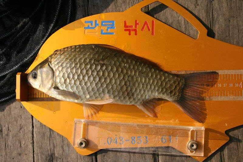 충주호 문골조황 (조황조행기 - 특파원조황)