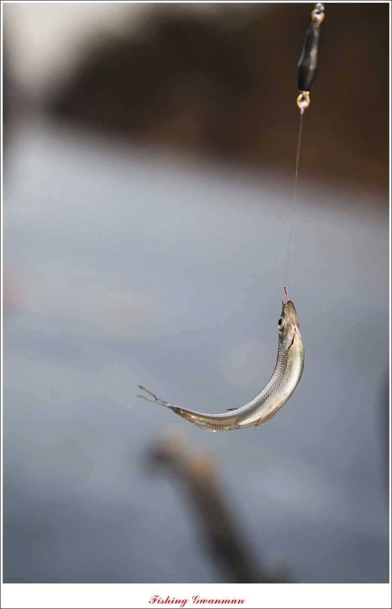 충주권 빙어낚시 (조황조행기 - 특파원조황)