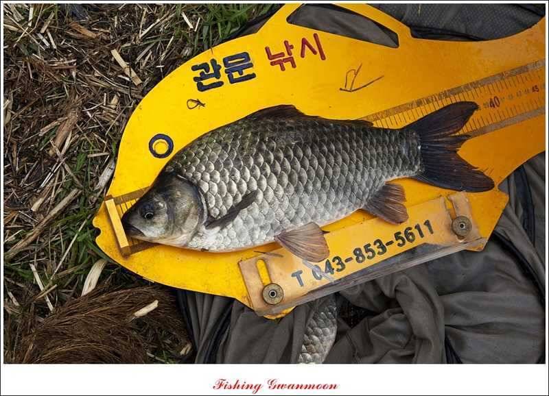 함지매전지칠성지 조황 (조황조행기 - 특파원조황)