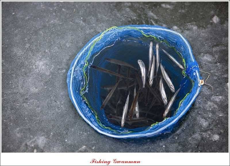 충주권 빙어낚시 (조황조행기 - 특파원조황)