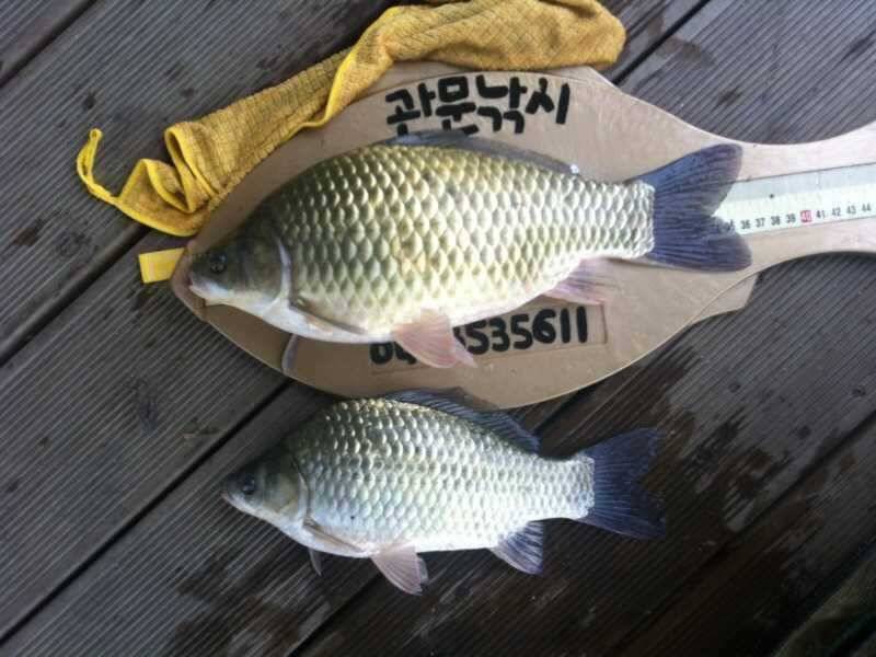 충주호 신매낚시터에서 올라온 대물과 월척급 (조황조행기 - 특파원조황)