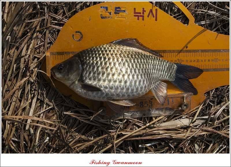 칠성지 사짜화곡지 달천강 월척 (조황조행기 - 특파원조황)