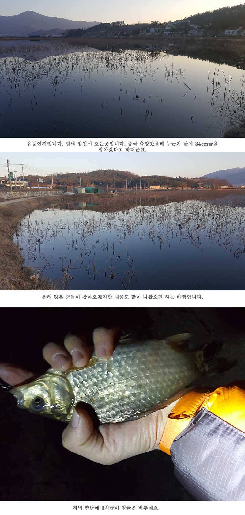 청도권 물낚시 조황입니다 (조황조행기 - 특파원조황)