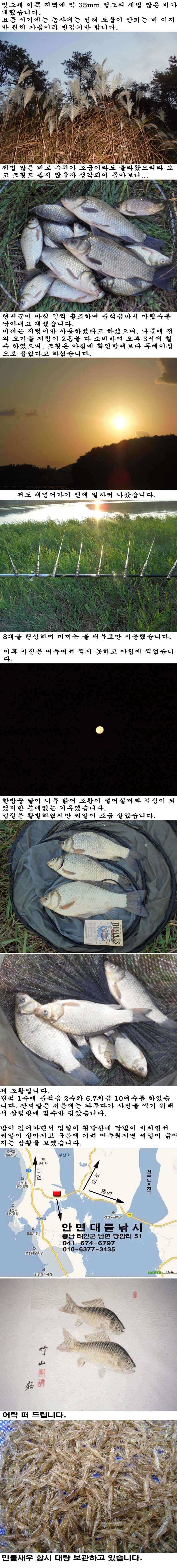 1029 안면도권 저수지 생미끼 조황 및 관고기 조황 (조황조행기 - 특파원조황)