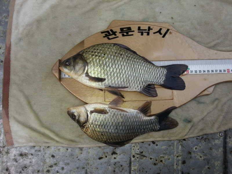 충주호 덕곡리 가을붕어 구경하세요 (조황조행기 - 특파원조황)
