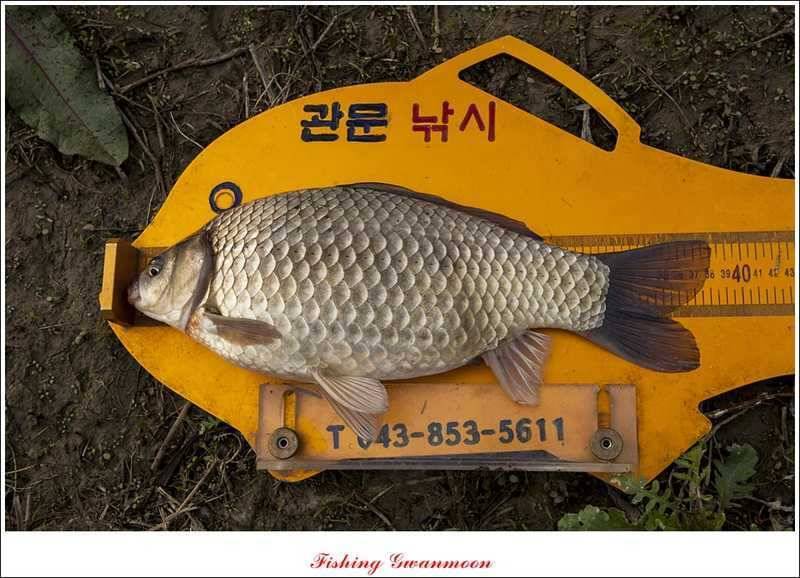 충주호 노지 38 cm저수지 사짜들 (조황조행기 - 특파원조황)