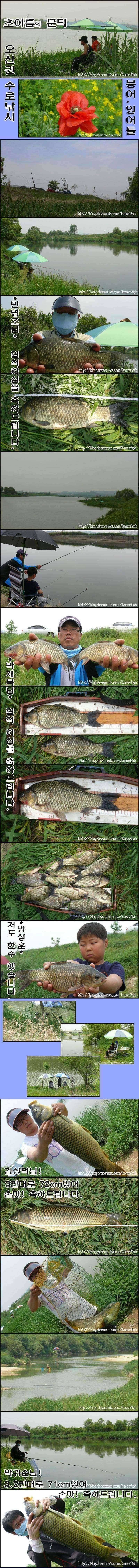 오산권 수로의 초여름 붕어들 (조황조행기 - 특파원조황)