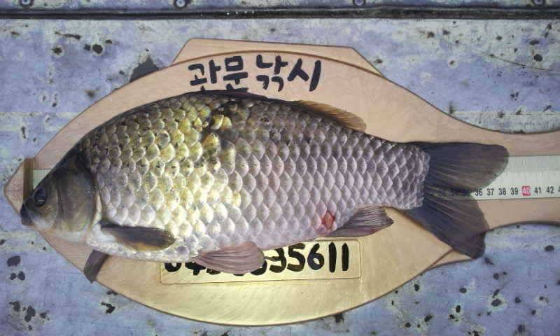 충주호 덕곡리385cm급 대물붕어 (조황조행기 - 특파원조황)