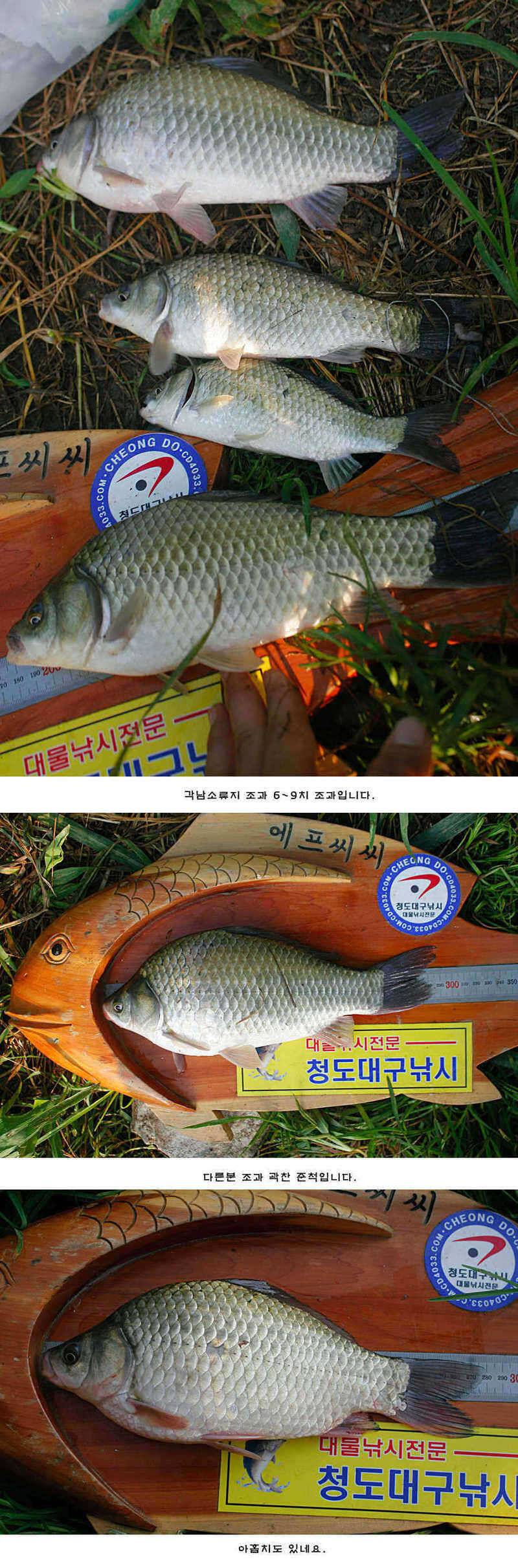 주중 청도권 조황정보 (조황조행기 - 특파원조황)