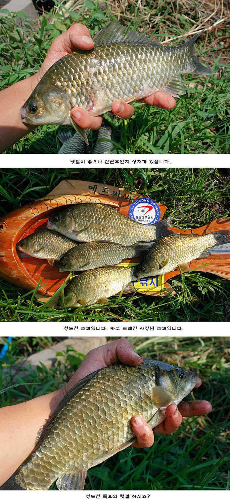 주중 청도권 조황정보 (조황조행기 - 특파원조황)
