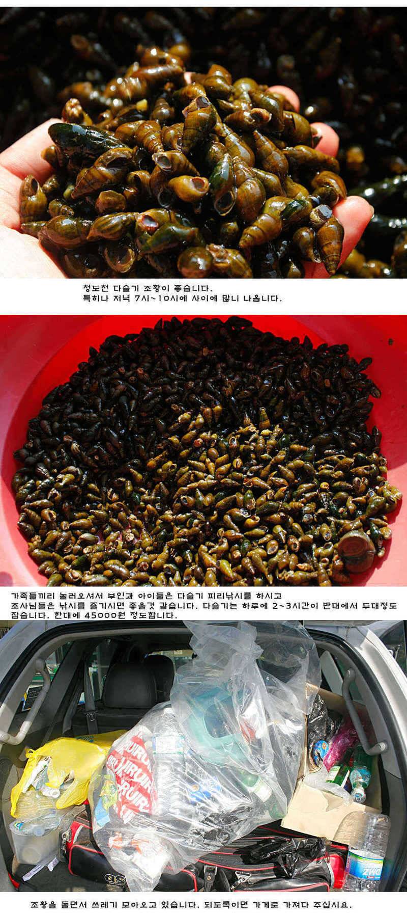 주중 청도권 조황정보 (조황조행기 - 특파원조황)