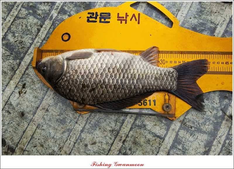 함지매전지칠성지 조황 (조황조행기 - 특파원조황)