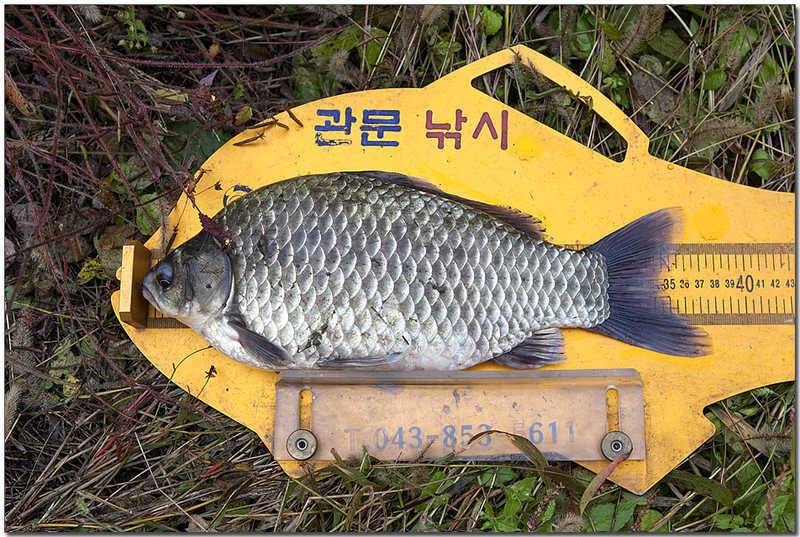 한버들 사짜칠성지 사짜충주호 노지 대물 (조황조행기 - 특파원조황)