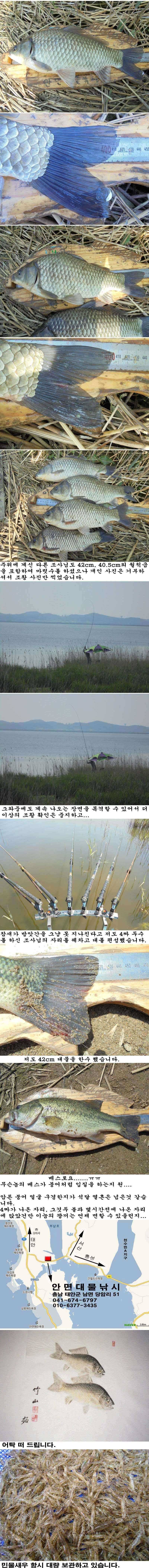 510 부남호 43cm외 4짜 대물붕어 풍어 조황 (조황조행기 - 특파원조황)