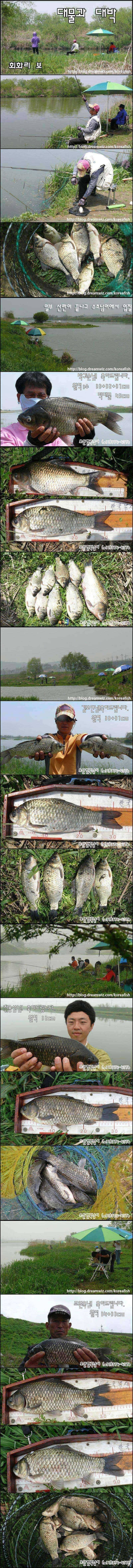 대물터 회화리보의 호황소식 (조황조행기 - 특파원조황)