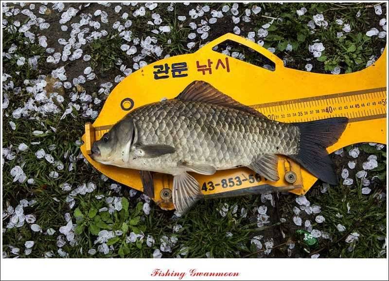 함지매전지칠성지 조황 (조황조행기 - 특파원조황)