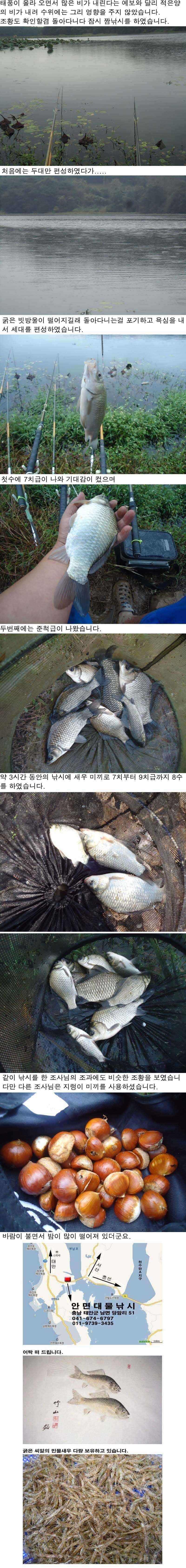 108 안면도권 저수지 및 수로 우중속의 조황 (조황조행기 - 특파원조황)
