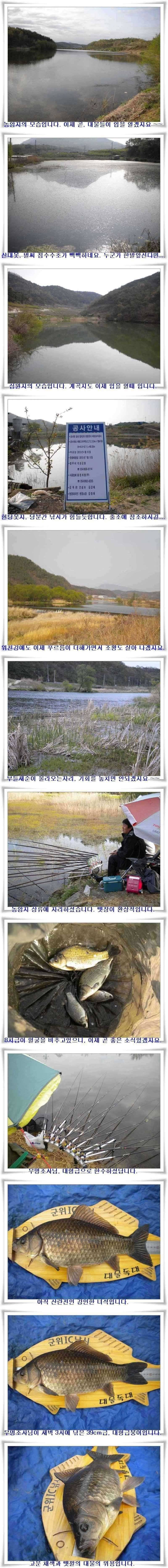 군위권대물과 마릿수가 (조황조행기 - 특파원조황)