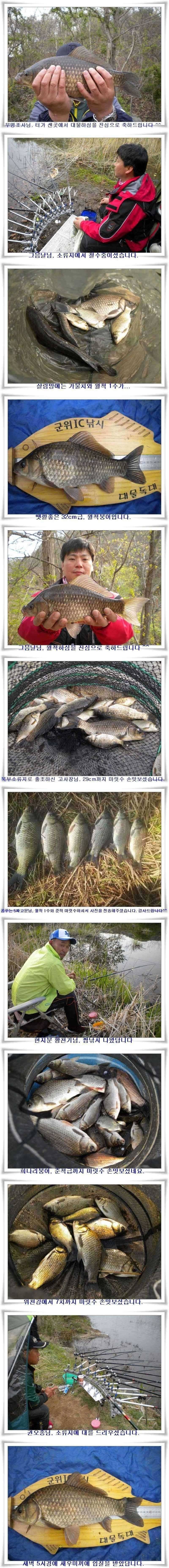 군위권대물과 마릿수가 (조황조행기 - 특파원조황)