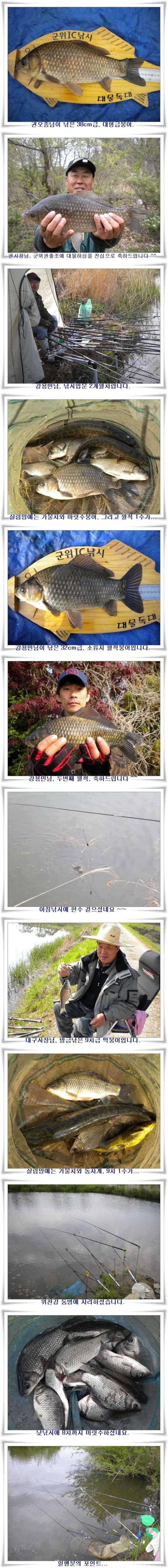 군위권대물과 마릿수가 (조황조행기 - 특파원조황)