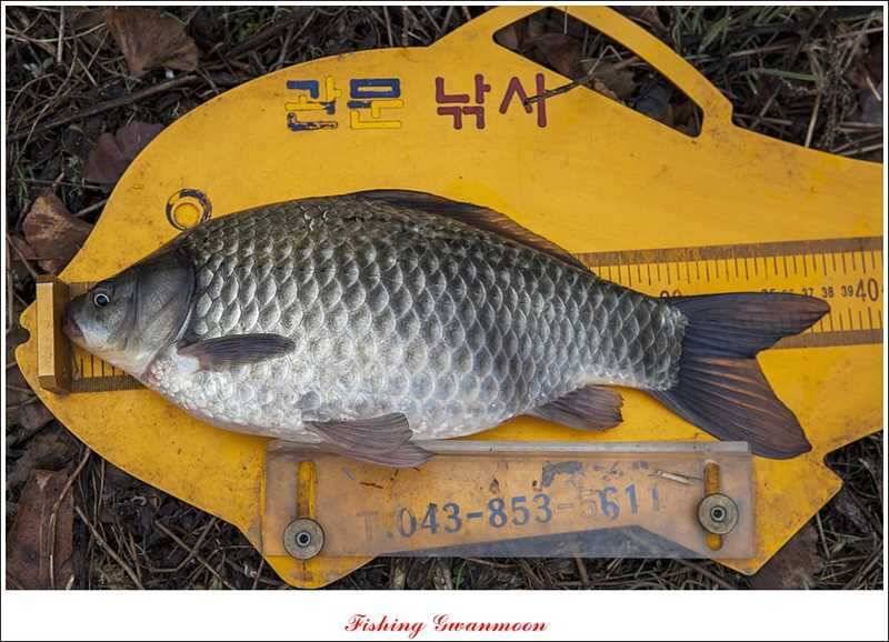 충주괴산권 조황 소식 (조황조행기 - 특파원조황)